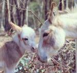 Donkey Tales Farm Cottages - Surfers Gold Coast
