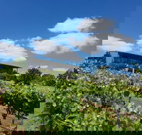 Traralgon Vineyard - Surfers Gold Coast