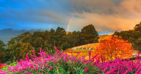 Hartzview Vineyard Heritage Pickers Hut Village - Surfers Gold Coast 2