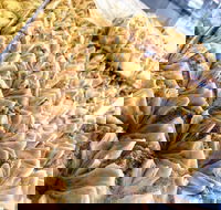 Hawat Pastry - Surfers Gold Coast