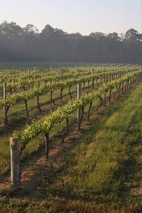 Cape Grace Wines - Surfers Gold Coast 0