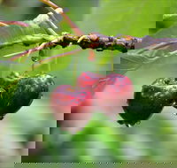 Red Hill Cherry Farm - Surfers Gold Coast