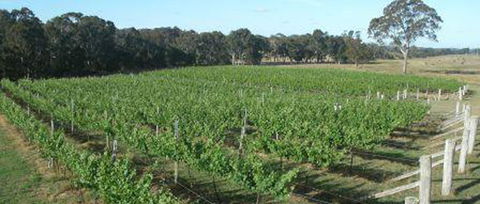 Yarralaw Springs Wines - Surfers Gold Coast 2