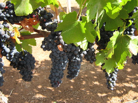 Waybourne Winery - Surfers Gold Coast 0