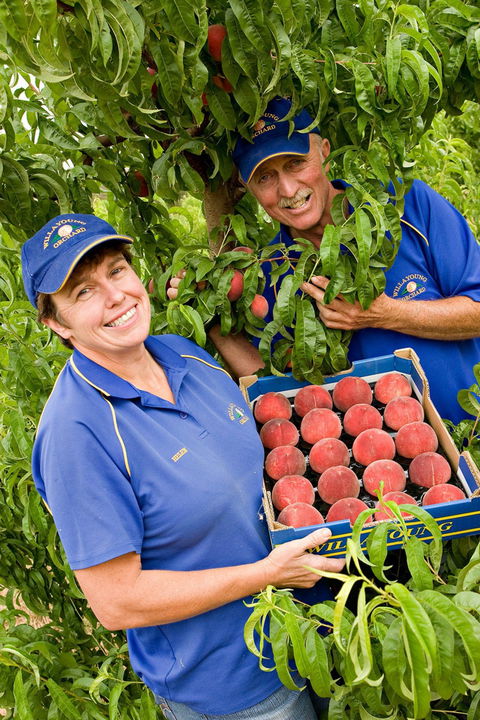 Willayoung Orchard - Surfers Gold Coast 0