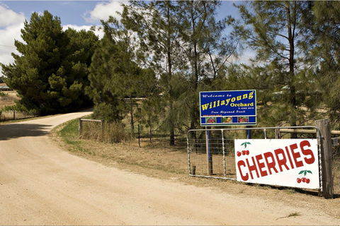 Willayoung Orchard - Surfers Gold Coast 1