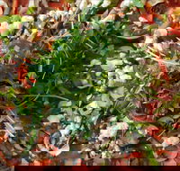 Mount Buninyong Winery - Surfers Gold Coast