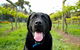Every Man And His Dog Vineyard - thumb 0