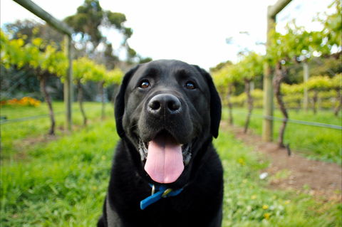 Every Man And His Dog Vineyard - Surfers Gold Coast 0
