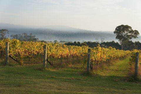Rusty Fig Wines - Surfers Gold Coast 1