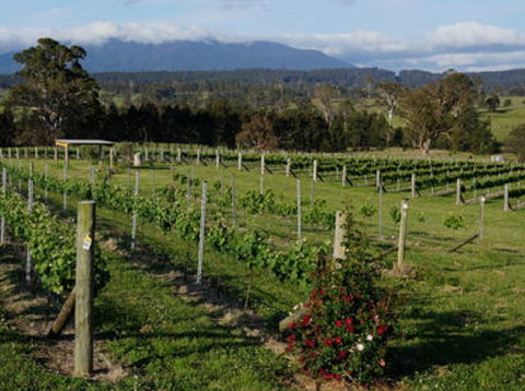 Rusty Fig Wines - Surfers Gold Coast 2