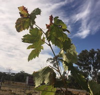 Banca Ridge Cellar Door and Vineyard - Surfers Gold Coast