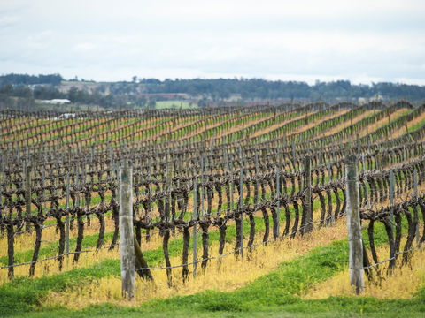 Clovely Estate Vineyard Cellar Door - Surfers Gold Coast 2