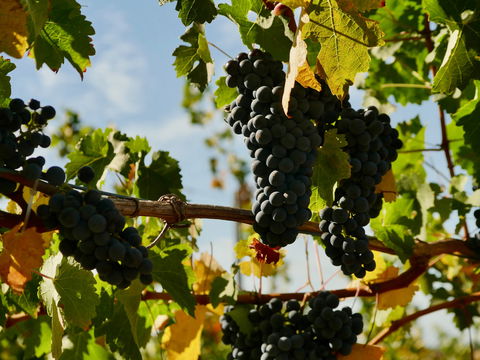 Victory Point Wines - Surfers Gold Coast 2