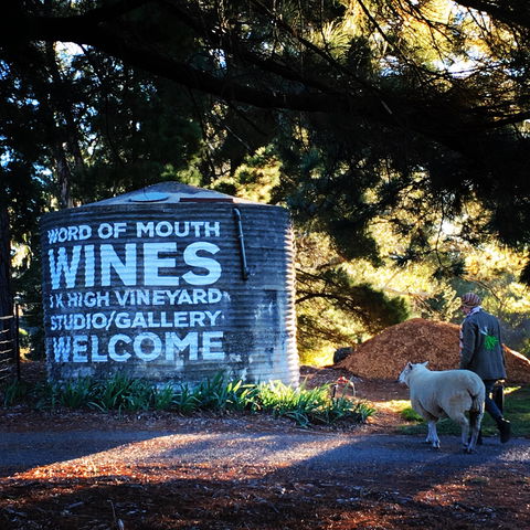 Word Of Mouth Wines - Surfers Gold Coast 1