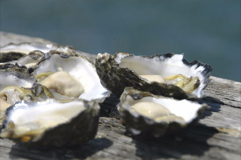 Jim Wild's Oyster Service - Surfers Gold Coast 0