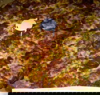 Pizza Riviera - Surfers Gold Coast