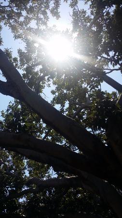The Season Tree - Surfers Gold Coast 0