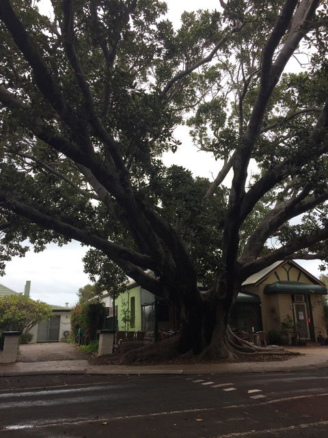 The Season Tree - Surfers Gold Coast 1