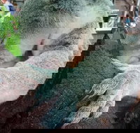 Champagne Bush Tucker Breakfast with the Koalas - Surfers Gold Coast