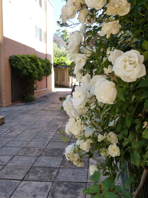 Monaco Court Apartment Adelaide - Surfers Gold Coast 19