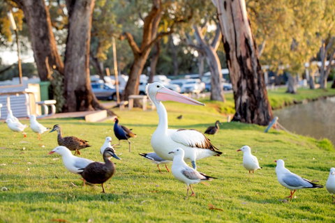 BIG4 Renmark Riverfront Holiday Park - Surfers Gold Coast 9