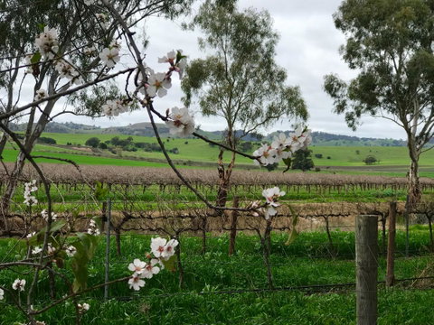 Jasmine\'s Barossa Valley Cottage - Surfers Gold Coast 20
