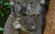 Flynns Beach Resort - thumb 11