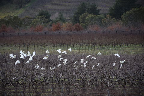 Borrodell Vineyard - Surfers Gold Coast 32