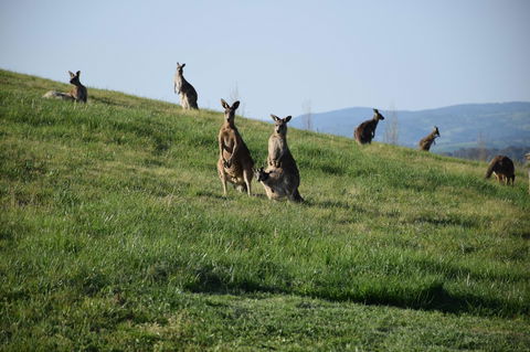 Borrodell Vineyard - Surfers Gold Coast 33