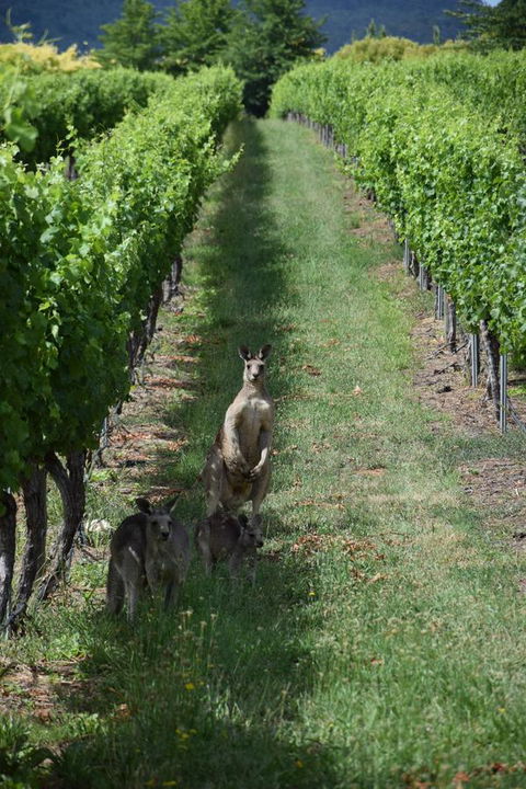Borrodell Vineyard - Surfers Gold Coast 31