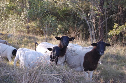 Cadair Cottages - Surfers Gold Coast 15
