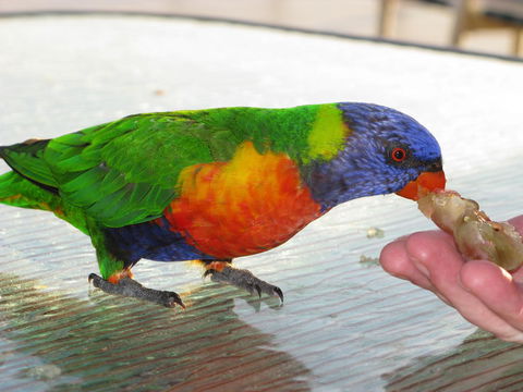 Baywatch Apartments Merimbula - Surfers Gold Coast 22