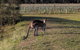 Madigan Wine Country Cottages - thumb 7