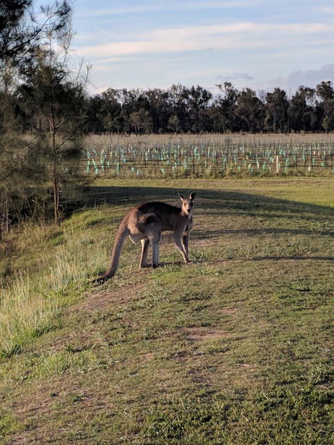 Madigan Wine Country Cottages - Surfers Gold Coast 7