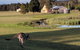 Madigan Wine Country Cottages - thumb 6