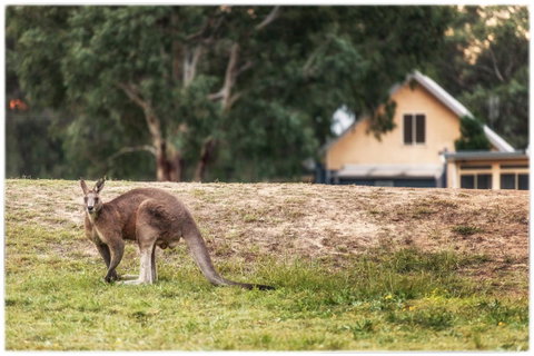 Madigan Wine Country Cottages - Surfers Gold Coast 4