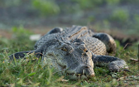 Wildman Wilderness Lodge - Surfers Gold Coast 24