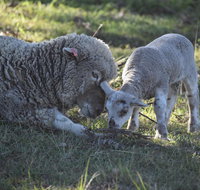 Clandulla Cottages  Farmstay - Surfers Gold Coast