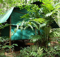 Daintree Crocodylus - Surfers Gold Coast