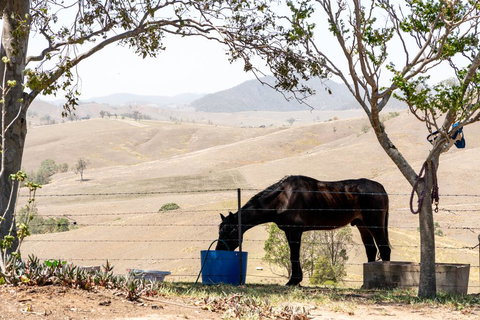 Dam It Getaway Tiny House - Surfers Gold Coast 1