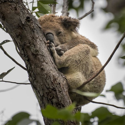 Diamond Waters Caravan Park - Surfers Gold Coast 3