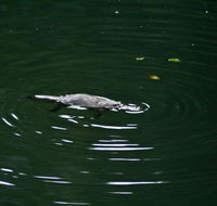 Kaalba - Surfers Gold Coast