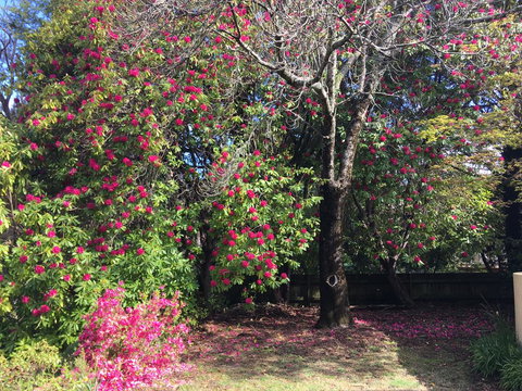 Kookaburra Cottage - Surfers Gold Coast 1