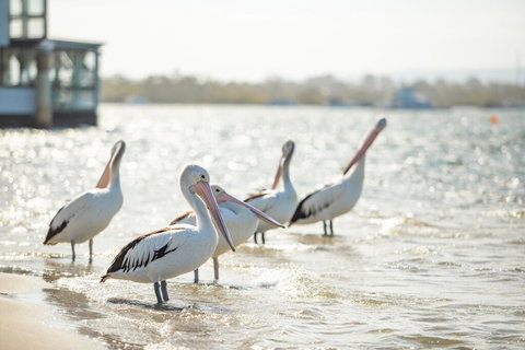 Noosa River Palms - Surfers Gold Coast 3