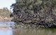 Paringa Grove Homestead - thumb 3