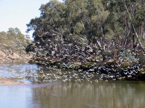 Paringa Grove Homestead - Surfers Gold Coast 3