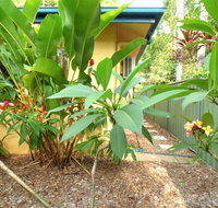 Rainforest Cottage Cairns - Surfers Gold Coast