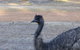 Splendid Wren Cottage - thumb 2