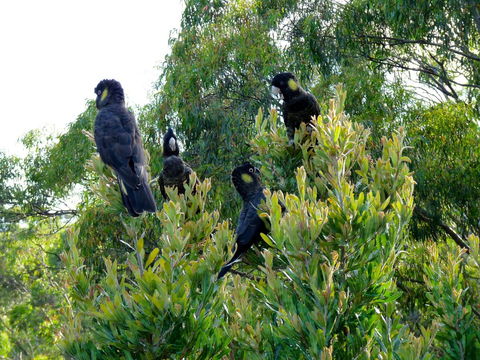 Eagles Rise Tasmania - Surfers Gold Coast 10